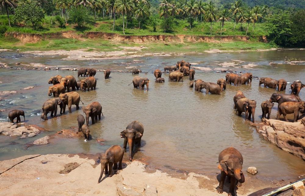 Que faire au Sri Lanka ?