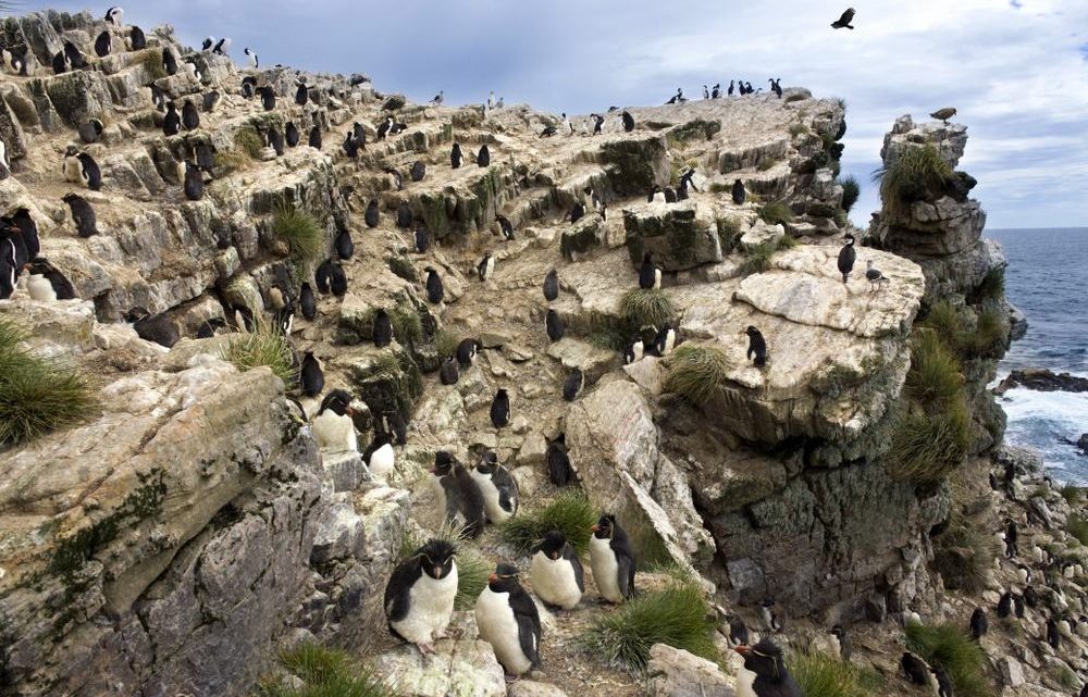 Les activités à faire et les lieux à voir aux îles Malouines (Falkland)