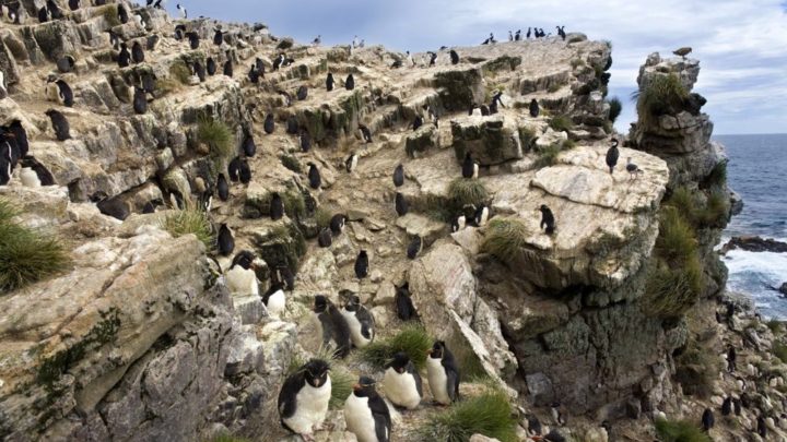 Les activités à faire et les lieux à voir aux îles Malouines (Falkland)